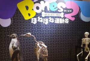 ほねほね運動会 ペンギンの骨格 人体の骨格 特別展ブース