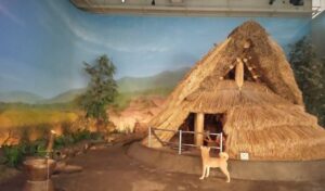 いのちのたび博物館 歴史ゾーン 弥生時代の住居展示