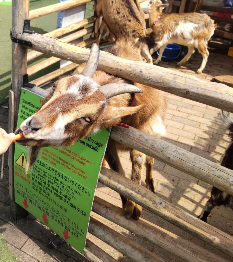 湯布院　やぎ　えさやり体験